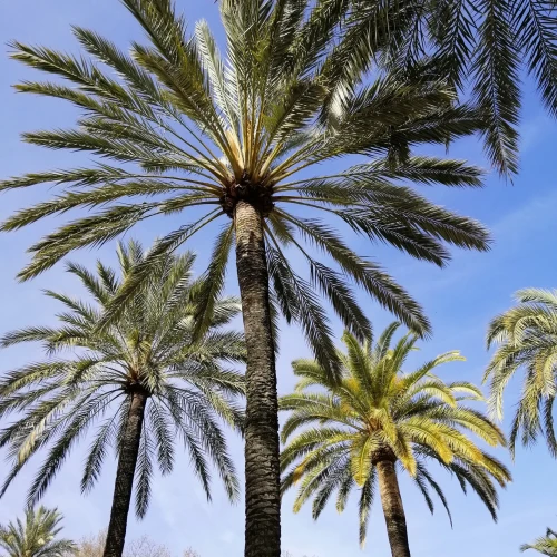 vertical-low-angle-shot-palms-with-blue-sky